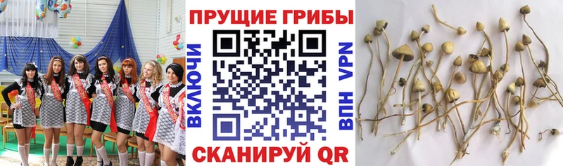 Галлюциногенные грибы MAGIC MUSHROOMS Суджа